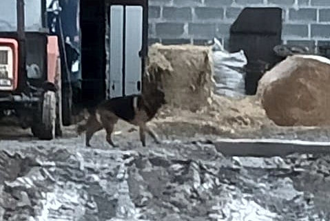 duży pies, w typie owczarka niemieckiego, czarno- brązowy